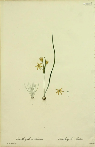 Pierre Joseph Redoute - Ornithogalum Fistulosum