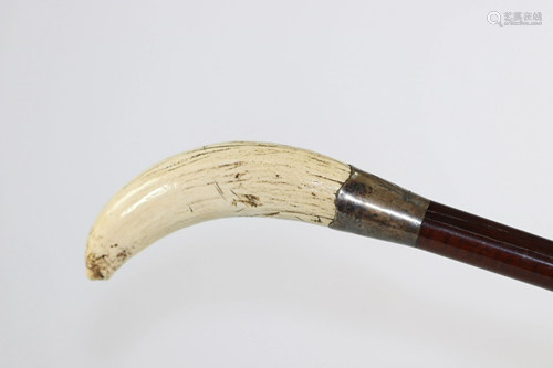 Captain's cane surmounted by a sperm whale tooth