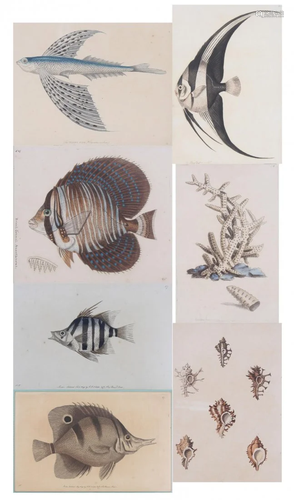 (7) 18th/19th C. British Hand-Colored Engravings