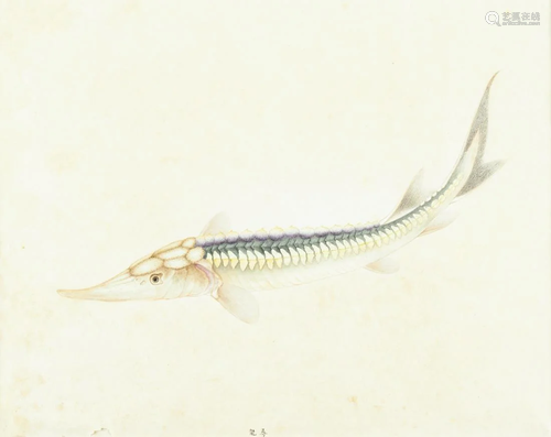 19th c. Chinese Sturgeon Watercolor Illustration