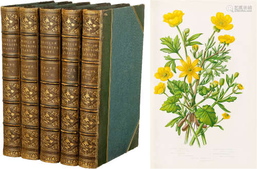 Anne Pratt The Flowering Plants and Ferns of Great Britain/大...