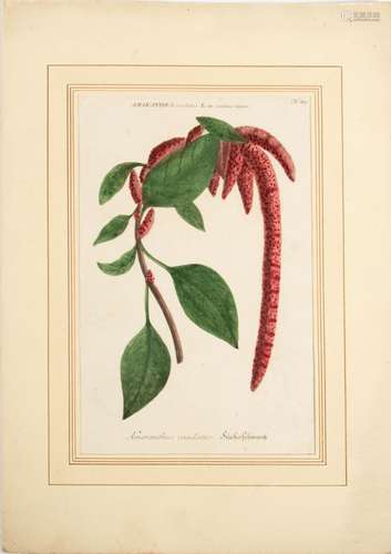 Fuchsschwanz-Amaranthus caudatus