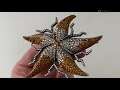 An 18k gold diamond and sapphire starfish brooch