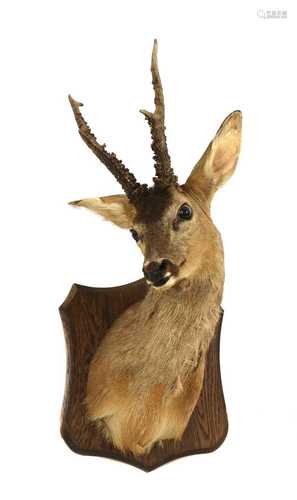 Taxidermy: a mounted roe deer head