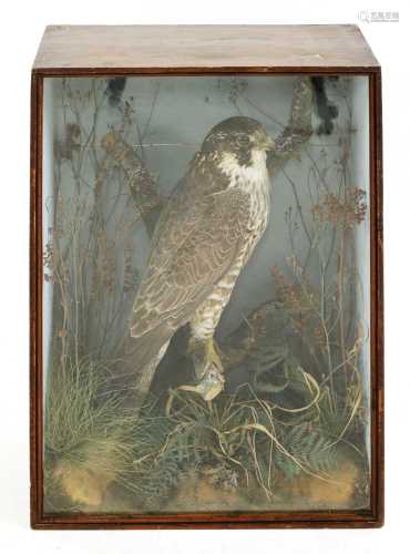 Taxidermy: peregrine falcon (Falco peregrinus)