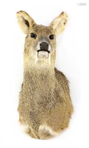 Taxidermy: A headmounted Chinese water deer (Hydropotes iner...