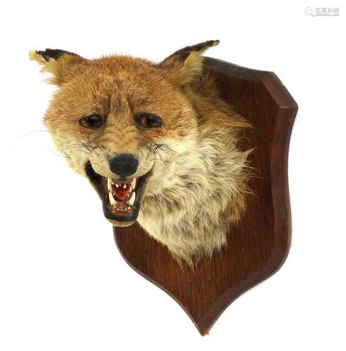 Taxidermy: A fox mask by P Spicer