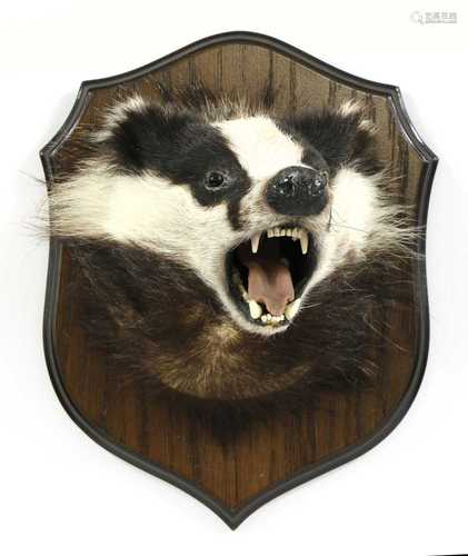 Taxidermy: a badger mask