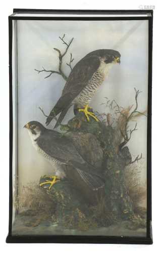 Taxidermy: a pair of peregrine falcons (Falco peregrinus)