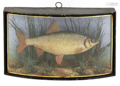 Taxidermy: a cased Homer Roach