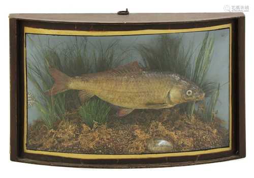 Taxidermy: A carp (Cyprinus carpio)