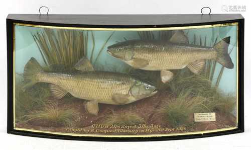 Taxidermy: A pair of chub (Squalius cephalus)