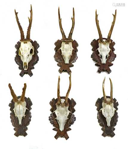 Six German roebuck deer antlers