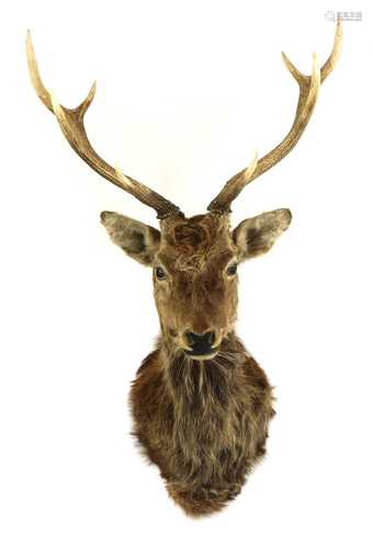 Taxidermy: a Seika deer head