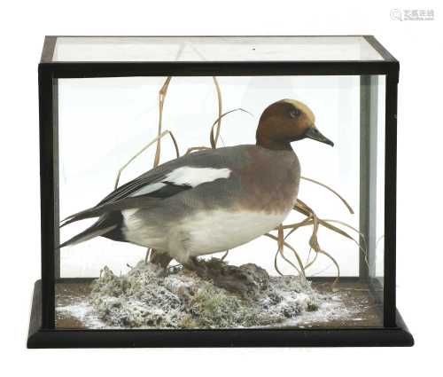 Taxidermy: a wigeon (Mareca penelope)