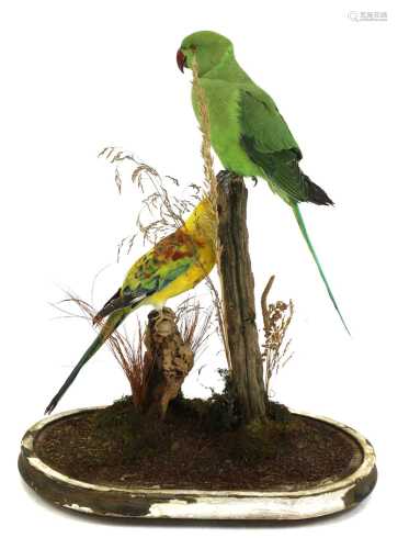 Taxidermy: rose-ringed parakeet (Psittacula krameri) and hyb...