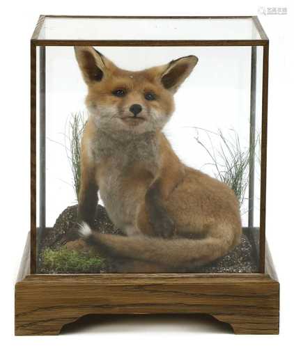 Taxidermy: a fox cub