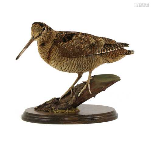 Taxidermy: a woodcock (Scolopax rusticola)