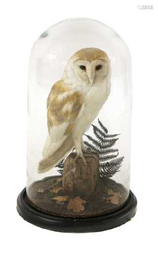 Taxidermy: barn owl (Tyto alba)