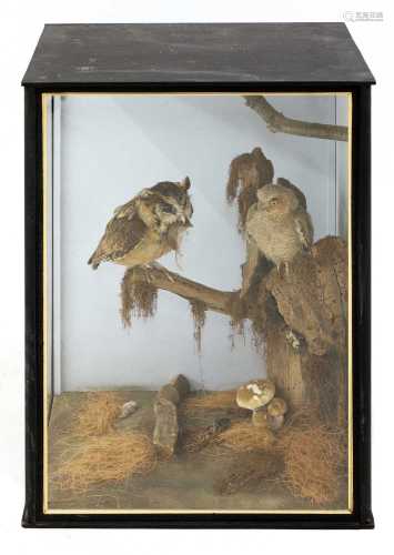 Taxidermy: Indian scops owl (Otus bakkamoena)