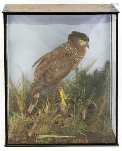 Taxidermy: crested serpent eagle (Spilornis cheela)