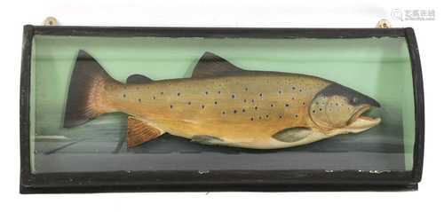 Taxidermy: A large brown trout (Salmo trutta)