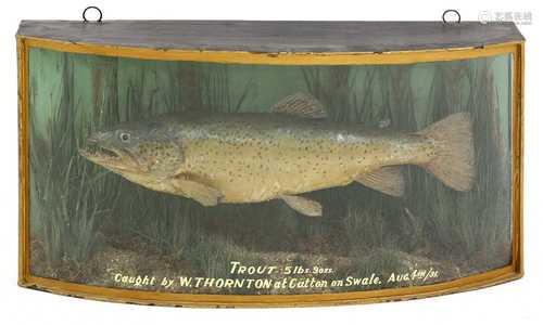 Taxidermy: A trout (Salmo trutta)