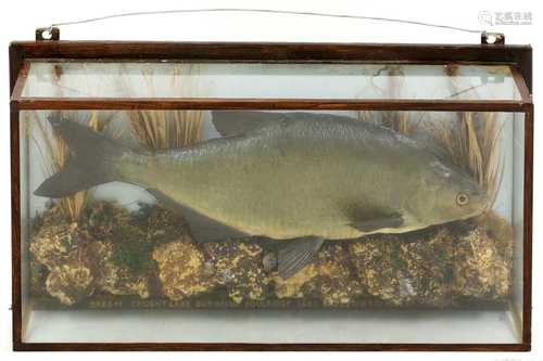 Taxidermy: large common bream (Abramis brama)