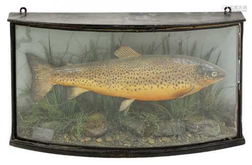 Taxidermy: brown trout (Salmo trutta)