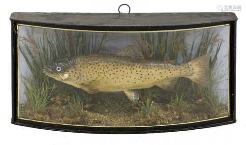 Taxidermy: brown trout (Salmo trutta)