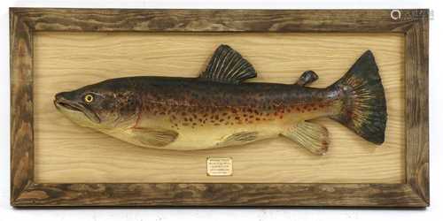 Taxidermy: A brown trout (Salmo trutta)