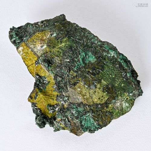 ATACAMITE CHILI (16cm)