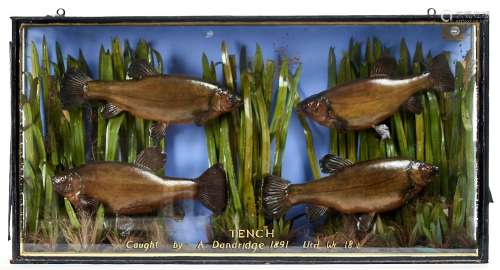 Victorian Fish Taxidermy. Four tench, 1891, realistically mo...