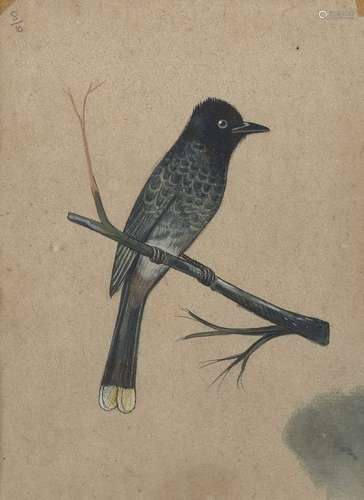 A study of a blackbird, India, late 19th century, gouache on...