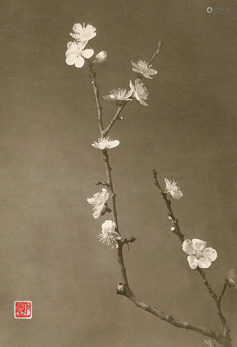 黄翔 1955 岁寒傲枝 银盐纸基 印章/Gelatin Silver Print, Seal