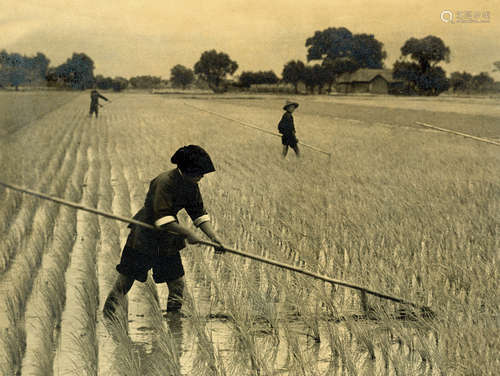 蔡俊三 1938 稻田 银盐纸基/Gelatin Silver Print