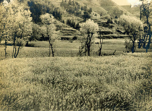 蔡俊三 1938 麦浪 银盐纸基/Gelatin Silver Print