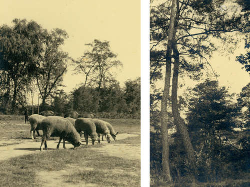 刘海粟 1930s 林间/羊群 银盐纸基 印章/Gelatin Silver Print, S...