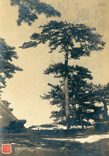 刘海粟 1930s 黄山雪松 银盐纸基 印章/Gelatin Silver Print, Se...