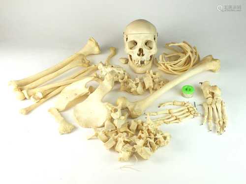 A complete human half skeleton, purchased in 1972 from Adam ...