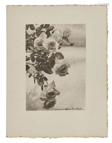 Laure Albin GUILLOT (1879-1962) Rose, c. 1930 Épreuve argent...