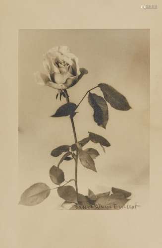 Laure Albin GUILLOT (1879-1962) Roses, c. 1930 Épreuve Fress...