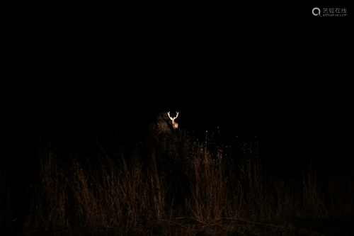 FILIPPO ZOCCOLI, Night deer, Italy, 2020