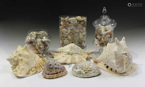 A selection of seashell specimens, some contained within thr...