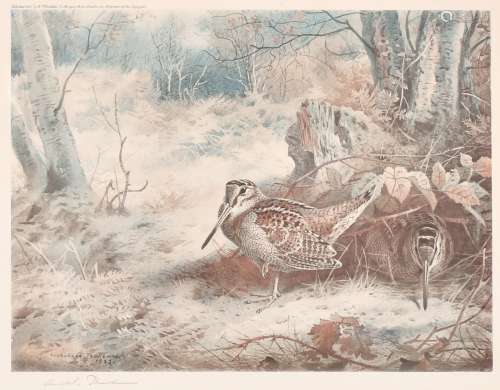 After Archibald Thorburn (1860-1935) British, 'The Snipe' an...