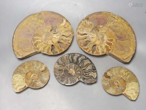 Five fossilised sectional ammonites