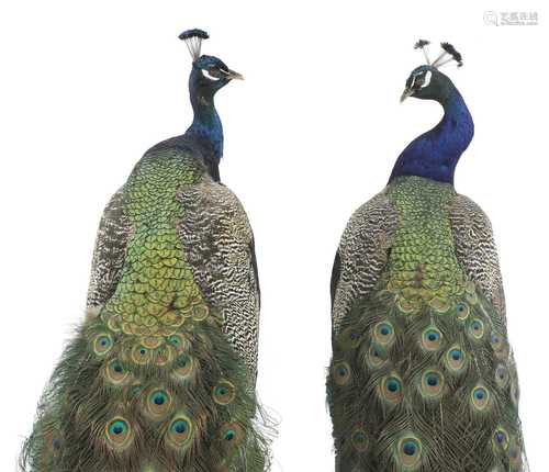 An opposing pair of taxidermy peacocks,