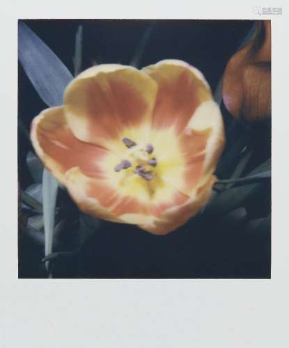 Nobuyoshi Araki, Japanese b.1940- Untitled Polaroid (tulip);...