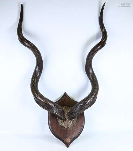 A large pair of twisted antelope horns, mounted on oak shiel...