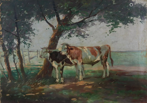 Small. Circa 1900. Cows in a sunny landscape. Light